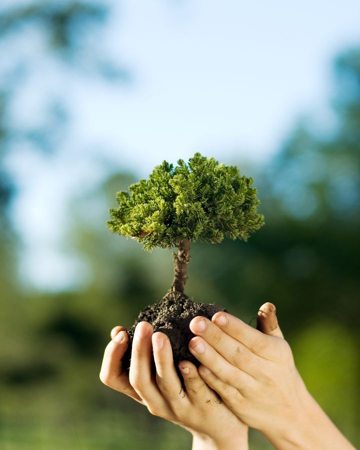 mini tree in the palm of the hand